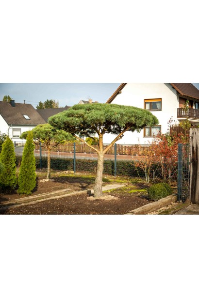 Сосна звичайна на штамбі в ландшафті